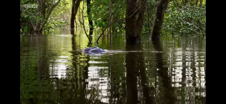 Amazon river dolphin (Inia geoffrensis) as shown in Planet Earth II - Jungles
